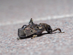 Sacada