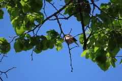 Zonotrichia albicollis