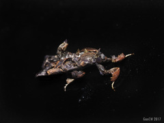 Sacada