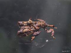 Sacada