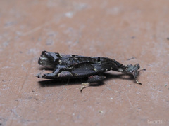 Sacada