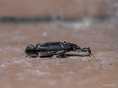 Sacada