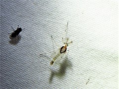 Coelotanypus concinnus