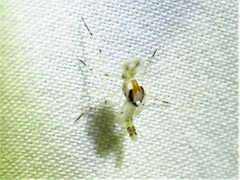 Coelotanypus concinnus