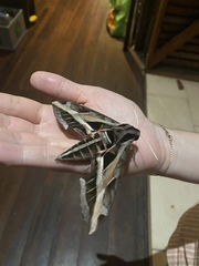 Eumorpha vitis fuscatus