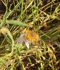 Phyciodes phaon