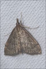 Metasia dicealis