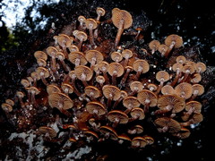 Kuehneromyces brunneoalbescens