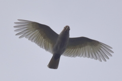 Cacatua goffiniana