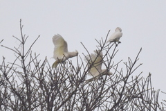 Cacatua goffiniana