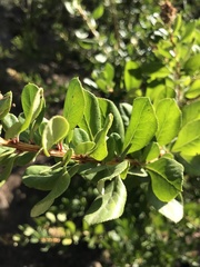 Escallonia illinita