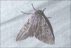 Capusa graodes