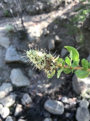 Escallonia illinita