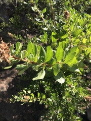 Escallonia illinita