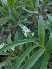 Maianthemum stellatum