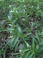 Maianthemum stellatum