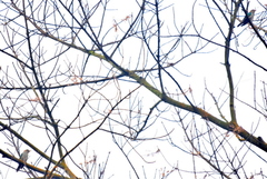 Chrysococcyx maculatus