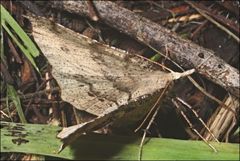 Rhinodia rostraria