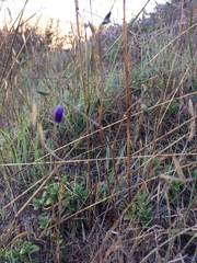 Conanthera campanulata