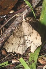 Rhinodia rostraria