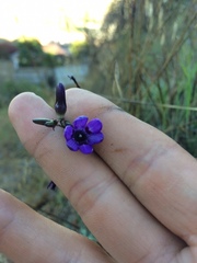 Conanthera campanulata