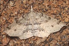 Rhinodia rostraria