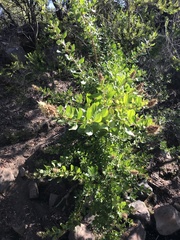 Escallonia illinita