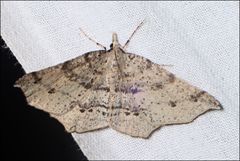 Rhinodia rostraria