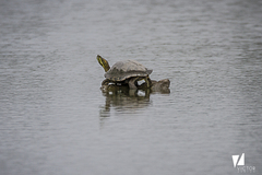 Trachemys venusta cataspila