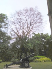 Ficus superba
