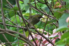 Foulehaio taviunensis