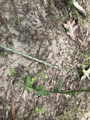 Lobelia appendiculata