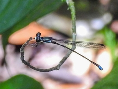 Platystictidae