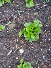 Lactuca sativa