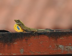 Anolis unilobatus