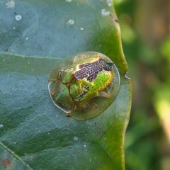 Coptocycla dorsoplagiata