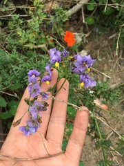 Solanum pinnatum