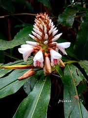 Alpinia nantoensis