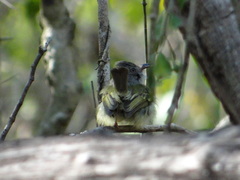 Oncostoma cinereigulare