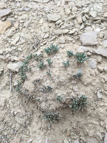 Galisteo sand verbena (Abronia bigelovii)