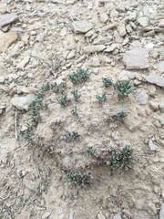 Abronia bigelovii