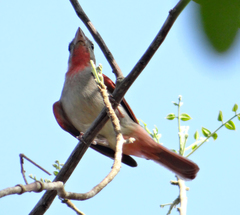 Piranga roseogularis