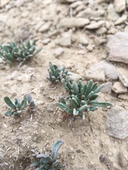 Abronia bigelovii