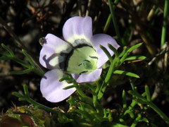 Roella ciliata