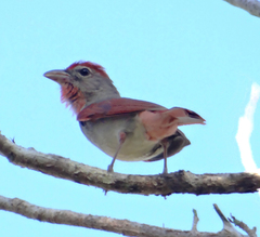 Piranga roseogularis