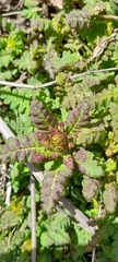 Pedicularis refracta transmorrisonensis