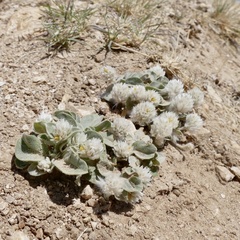 Gomphrena caespitosa