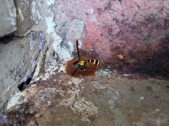 Phimenes flavopictus flavopictus