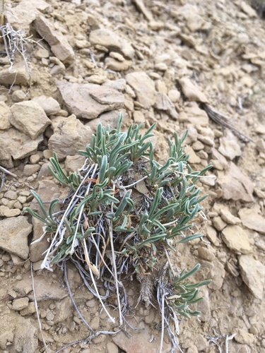 Galisteo sand verbena (Abronia bigelovii)