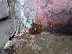 Phimenes flavopictus flavopictus